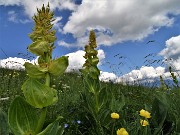 72 Genziana gialla (Gentiana lutea)